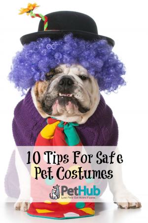 dog clown with title 10 tips for safe pet costumes